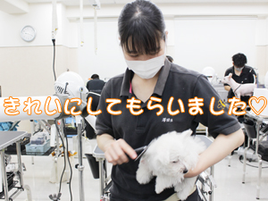 ２年生、子犬のお世話☆